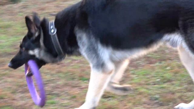 СКОРО ЩЕНКИ. Восточно-Европейские овчарки (ВЕО)Дагир и Шерри. Одесса. смотреть онлайн