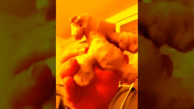 необыкновенный корень для супа ржачка до упаду смотреть онлайн