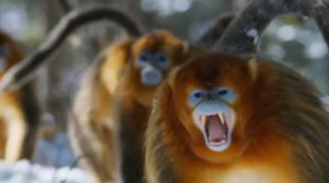 Сражение между кланами. Китай. Горы Циньлин. Рокселланов ринопитек.