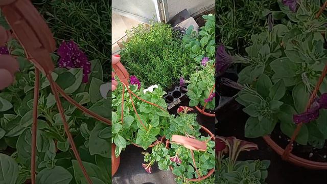 3 мая 2023 в ПОДРАСТЮШИНО. смотреть онлайн