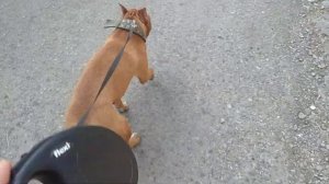 Поводок рулетка для собаки / можно ли с рулеткой гулять с собакой?