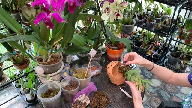 ОРХИДЕЯ Epidendrum Medusae. Посадка и особенности ухода
