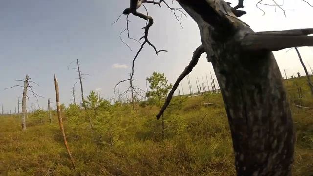 Ельня. На болоте. Второй поход. смотреть онлайн