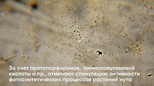 Инокулянт для нута Planteco® Клубеньковые бактерии Mesorhizobium ciceri. Бактерии для нута. смотреть онлайн
