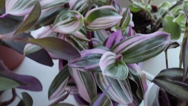 Традесканции зимой. #традесканции смотреть онлайн