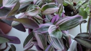 Традесканции зимой. #традесканции