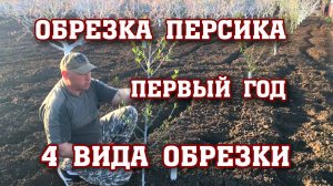 Правильная обрезка ПЕРСИКА в год посадки⧸Не допустите ошибок