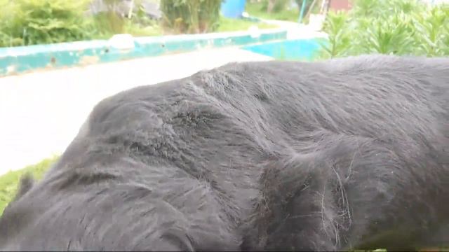 Заболел Пуська смотреть онлайн