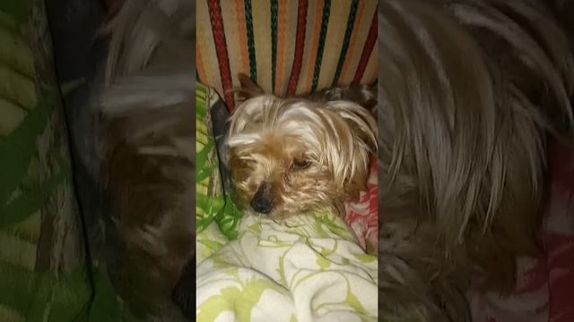 ОБЗОР НА ЕВУ, СОБАЧКА МОЛОДЕЦ!!!СМОТРЕТЬ ВСЕМ!!)) смотреть онлайн