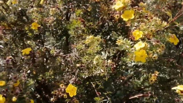 Осеннее цветение на даче. Первая холодная ночь. Главное свойство топинамбура смотреть онлайн