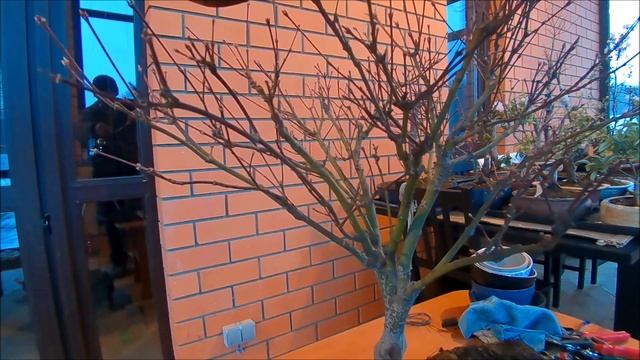 Весенние работы клён японский Вилла Таранто Villa Taranto обрезка корней и веток 2021 год смотреть онлайн