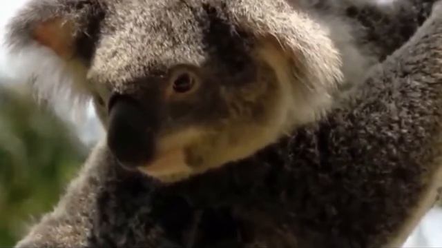 Интересно о коале, пушистике питающемся ядовитыми растениями каждый день. смотреть онлайн