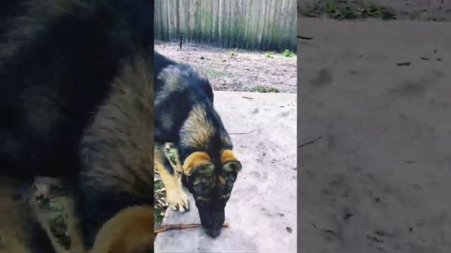 When bone is too big to bury ?? #shorts Dog burying bone смотреть онлайн