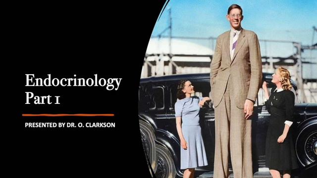 Endocrinology Part 1 смотреть онлайн