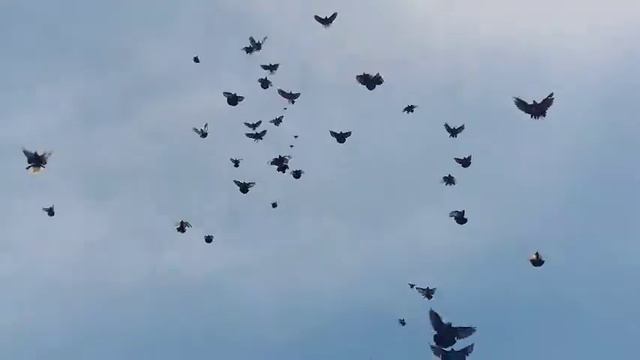 Донецкие степные , с.Громовая Балка, Александровский р-н 25.10.2021 г. 0665975610 Анатолий смотреть онлайн