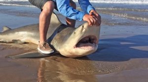 Акула напала на человека – Большая Белая, Тигровая и Бычья Акула