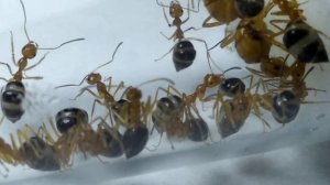 МУРАВЬИ- БОЧКИ ДОМА ! Prenolepis melanogaster