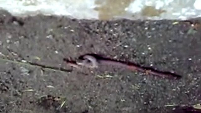 Что будет если завязать червяка в узел...