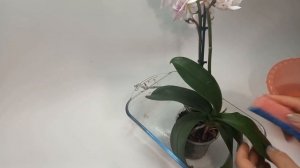 Щитовка на орхидее