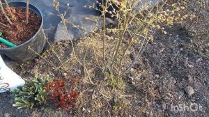 Подкормка голубики БИОГУМУСОМ. Укоренение отводка