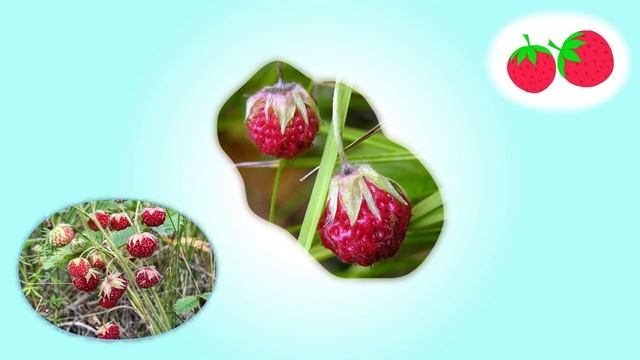 Ягоды. Изучаем ягоды вместе с детьми. смотреть онлайн