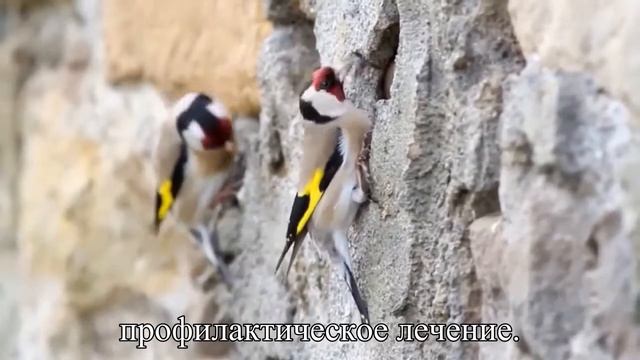 Варикоз на ногах – как сохранить здоровье — Статья смотреть онлайн