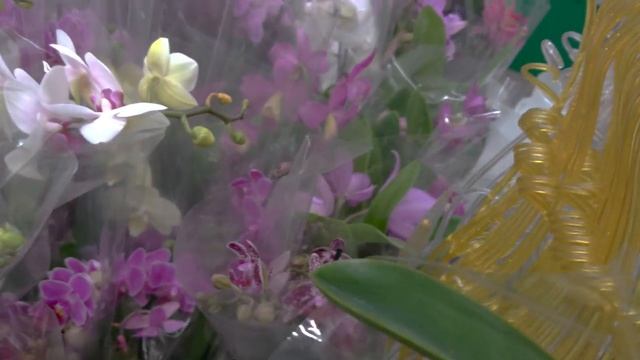 Обзор орхидей в Оби Мега Белая Дача. МОСКВА смотреть онлайн