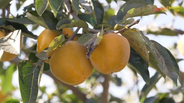 А ЧТО БУДЕТ, ЕСЛИ ЕСТЬ ХУРМУ КАЖДЫЙ ДЕНЬ? смотреть онлайн