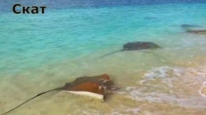 Морские животные для детей. Часть 1. Развивающее видео для малышей.