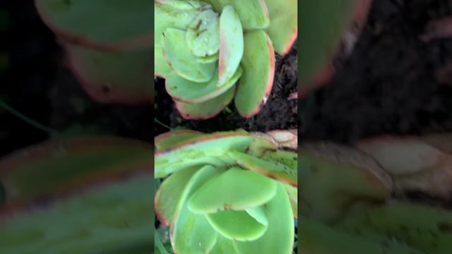 Echeveria Peach Pride