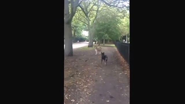 Holland Park Dog (Kai Ken) Craziness смотреть онлайн