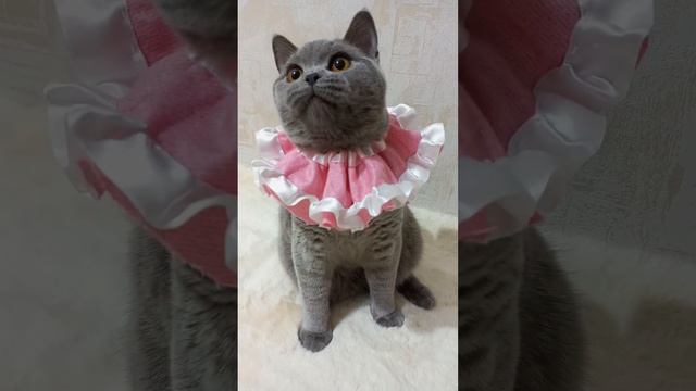 Бэба - каркуша🥰 Британские котята в Москве. На данный момент все малыши проданы. #котики #котята смотреть онлайн
