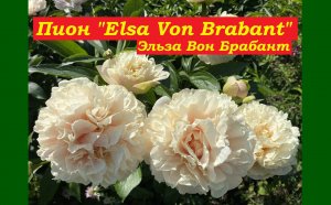 Пион Эльза Вон Брабант Peony Elsa Von Brabant