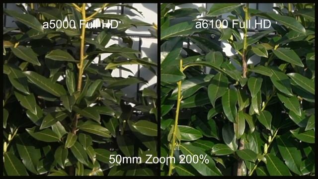 Sony A5000 vs. A6100 I Video ? & Photo ? Test - good for 2024 ? I 4K смотреть онлайн
