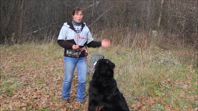 Как не запутать собаку жесты на обходы, степ, залезания смотреть онлайн