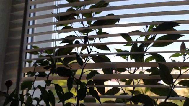 С помощью этих таблеток можно восстановить тургор у орхидей и нарастить новые шикарные корни смотреть онлайн