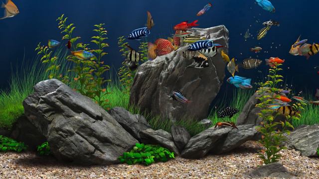 Dream Aquarium Rocky Blue 2 Of Each Fish