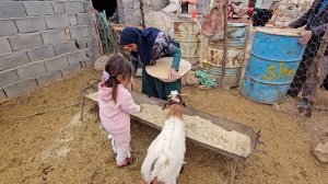 happy New Year.  Get to know the ancient culture of Nowruz by accompanying the Peren family.