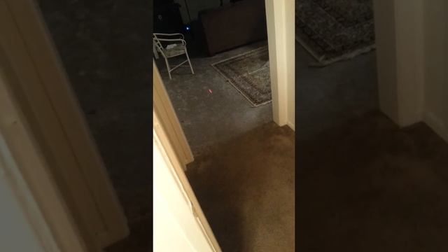 Cat laser game смотреть онлайн