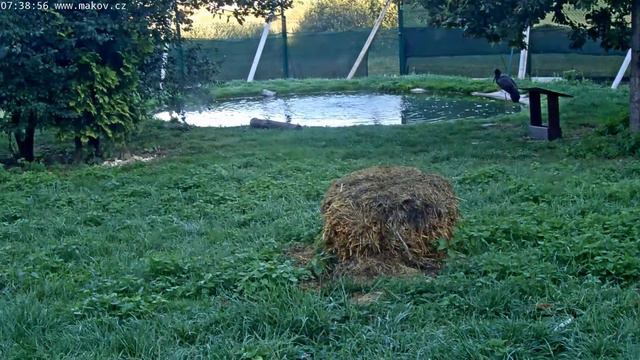 Чёрные аисты и кролики смотреть онлайн