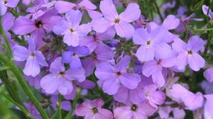 Садовые цветы, которые цветут ночью. Маттиола  -  ночная фиалка