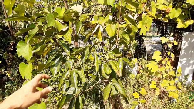 Огород в Абхазии. Осень. Цитрусовые. Море. 28 сентября 2020 г. смотреть онлайн