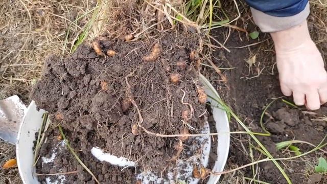 ЗЕМЛЯНОЙ МИНДАЛЬ или ЧУФА в ПОДМОСКОВЬЕ. ТопСад смотреть онлайн