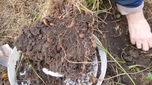 ЗЕМЛЯНОЙ МИНДАЛЬ или ЧУФА в ПОДМОСКОВЬЕ. ТопСад