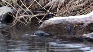 Оляпка часть 2