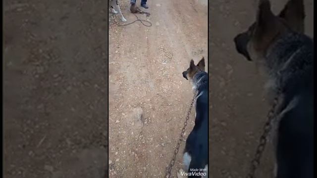 Немецкая овчарка Vs Алабай город Кокшетау Немецкая овчарка всего 4 месяца смотреть онлайн