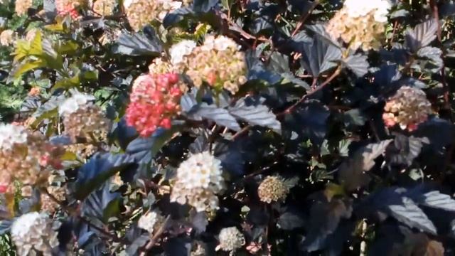 Куст - фонтан. Пузыреплодник Дьяболо. #пузыреплодник #нагазоне #украшение #сада #июнь2021 смотреть онлайн