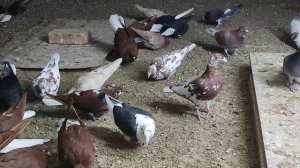 Правильное кормление голубей, один из важнейших аспектов разведения здоровой птицы