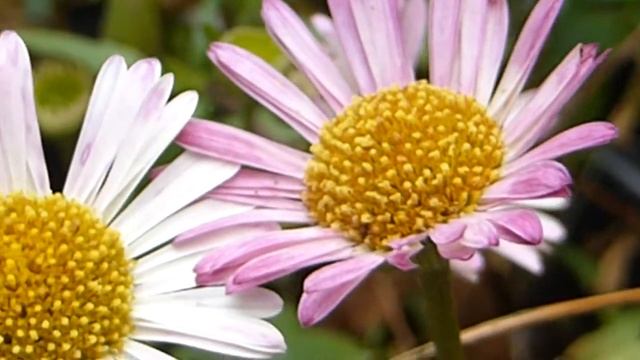 Mexican fleabane - Erigeron karvinskianus - Wildflowers - Hellukobbi - Sumarblóm смотреть онлайн