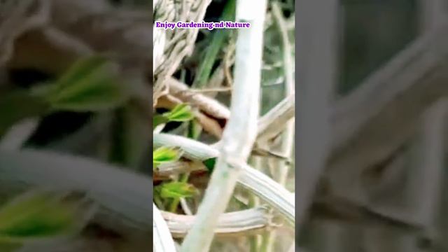 Dendrobium Aphyllum Orchid Blooming | My Orchid Collection | Care tips for orchid смотреть онлайн